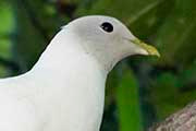 Pied Imperial-Pigeon (Ducula bicolor)
